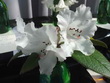 R. ciliatum x bulletum x cilicalyx